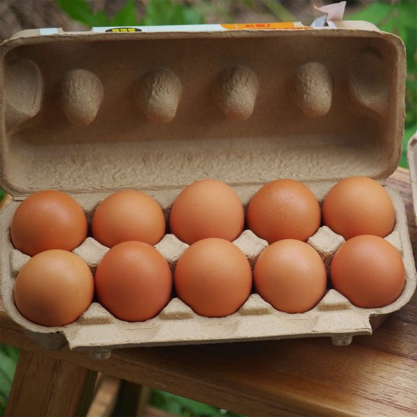【蛋誕的幸福】台南官田動物福利紅殼雞蛋