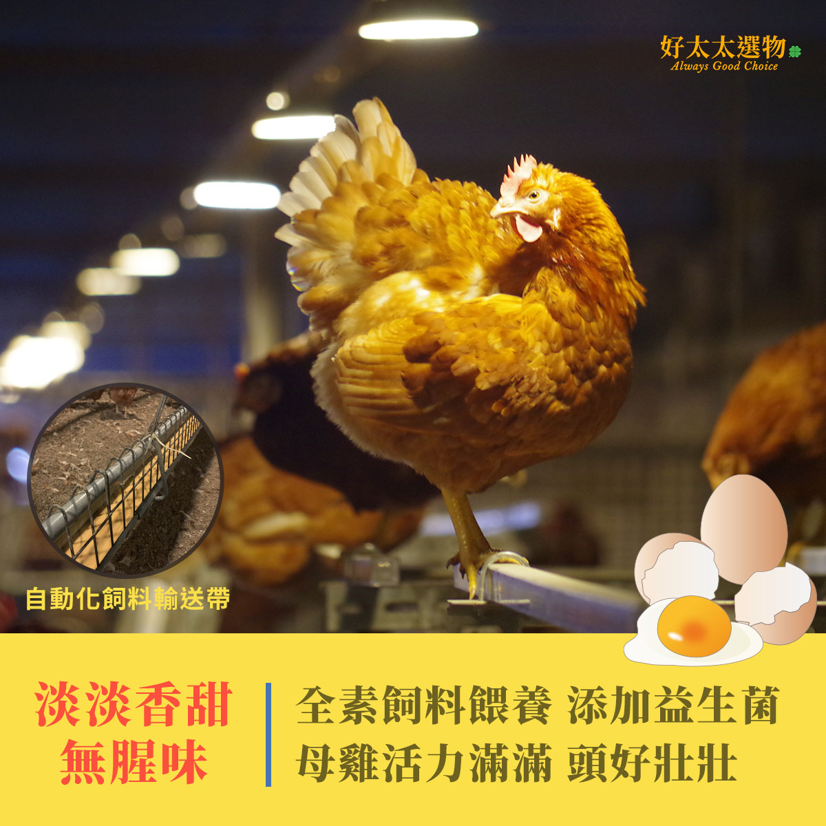 全素飼料餵養添加益生菌 雞隻健康 雞蛋淡淡甜味無腥味