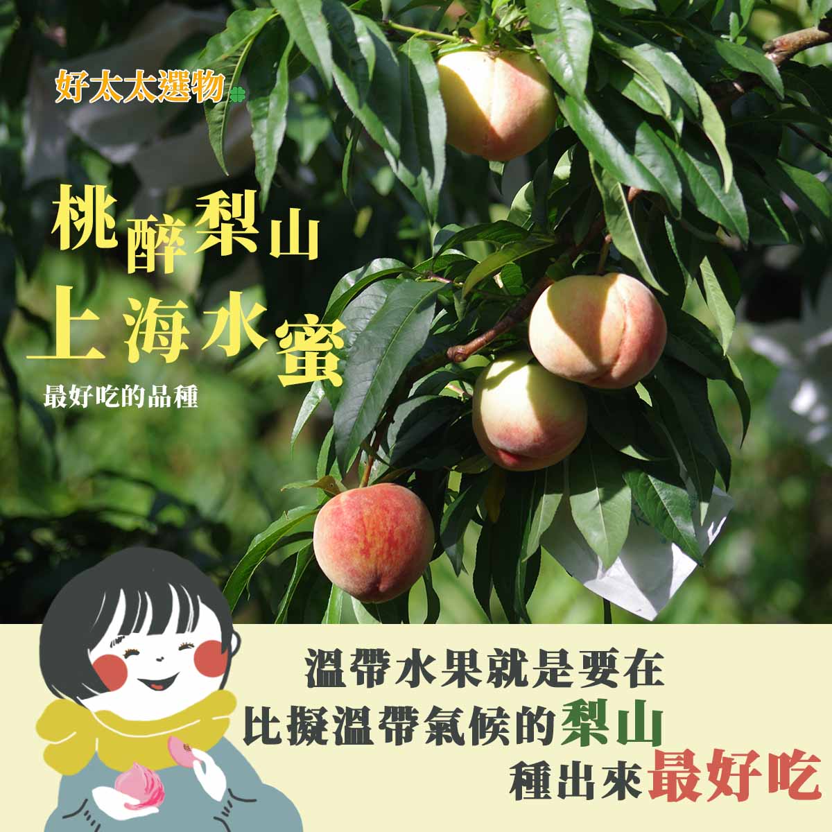 梨山地區的氣溫溫差能孕育出台灣最好吃的上海水蜜桃。