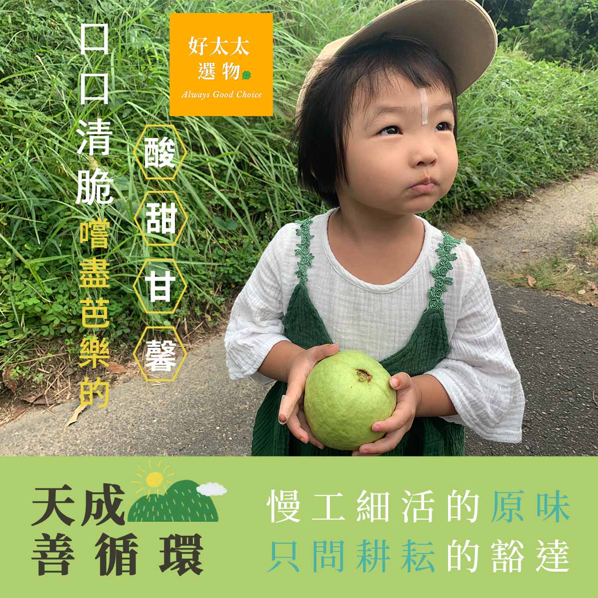 台南大內「慈心認證有機標章」自然農法珍珠芭樂
