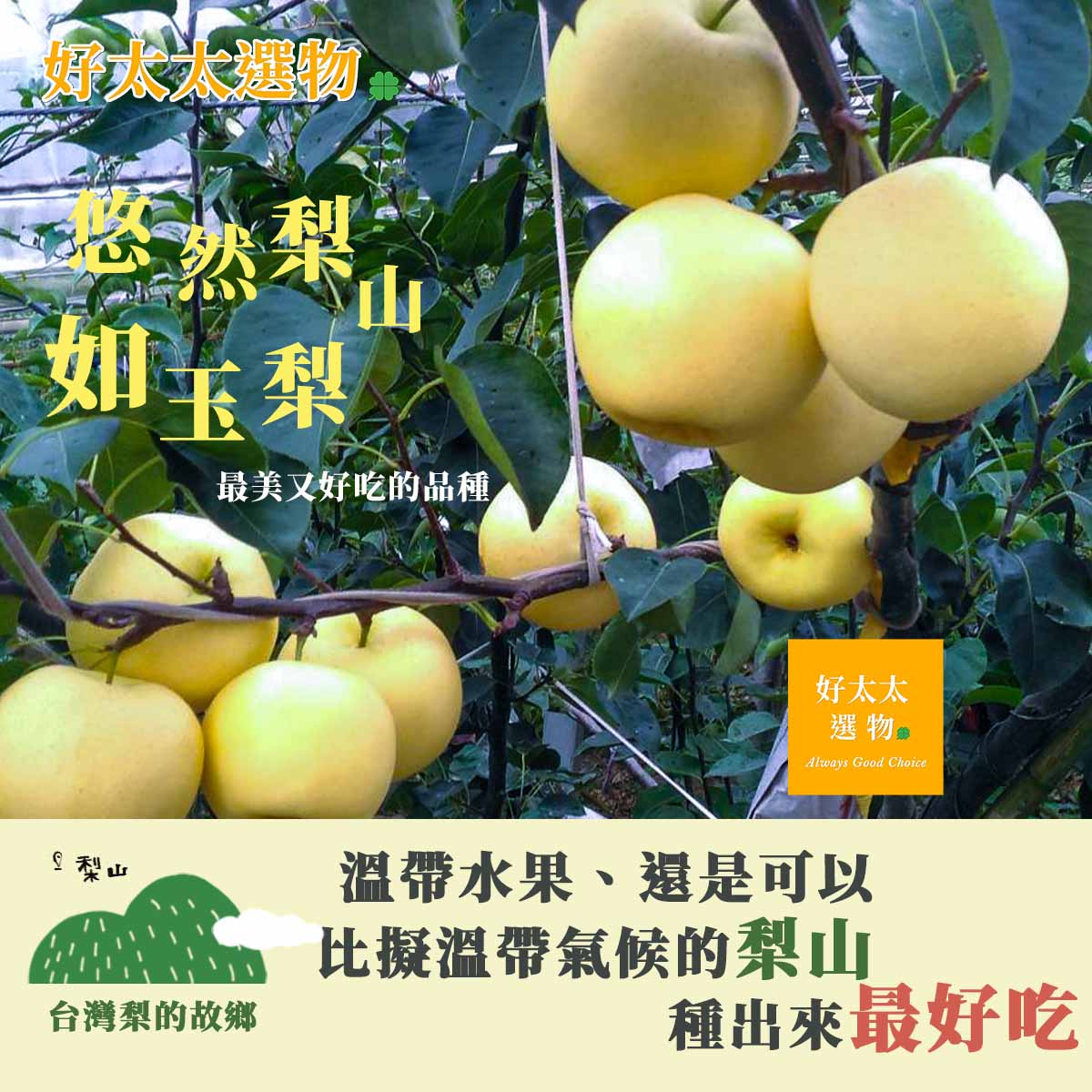 梨山地區的氣溫溫差能孕育出台灣最好吃的高海拔「如玉梨」。