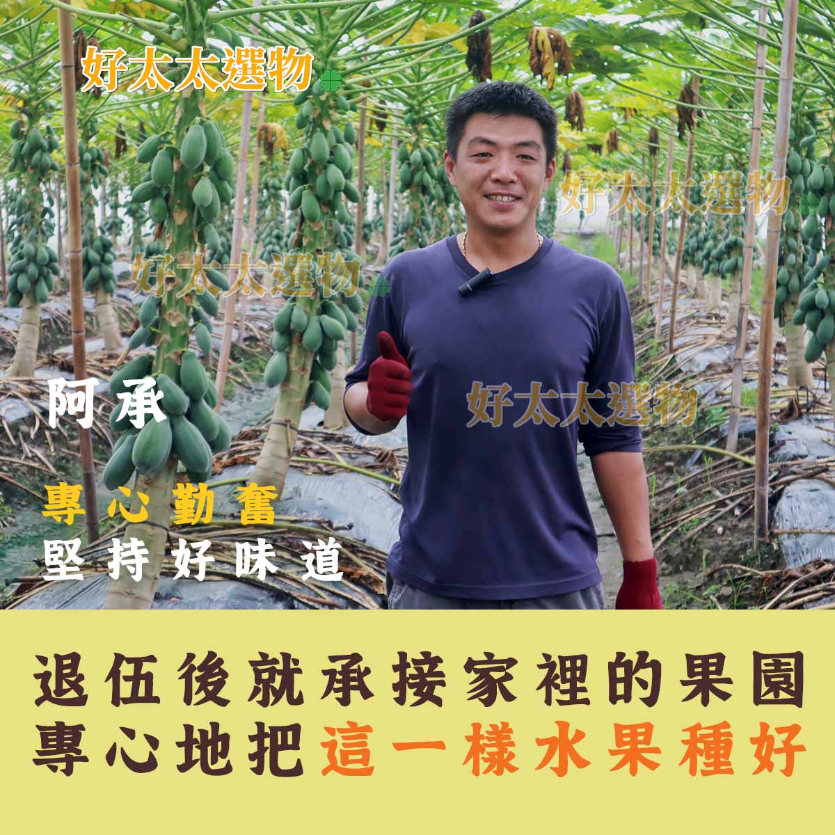阿承是林內種植日昇木瓜的專業戶