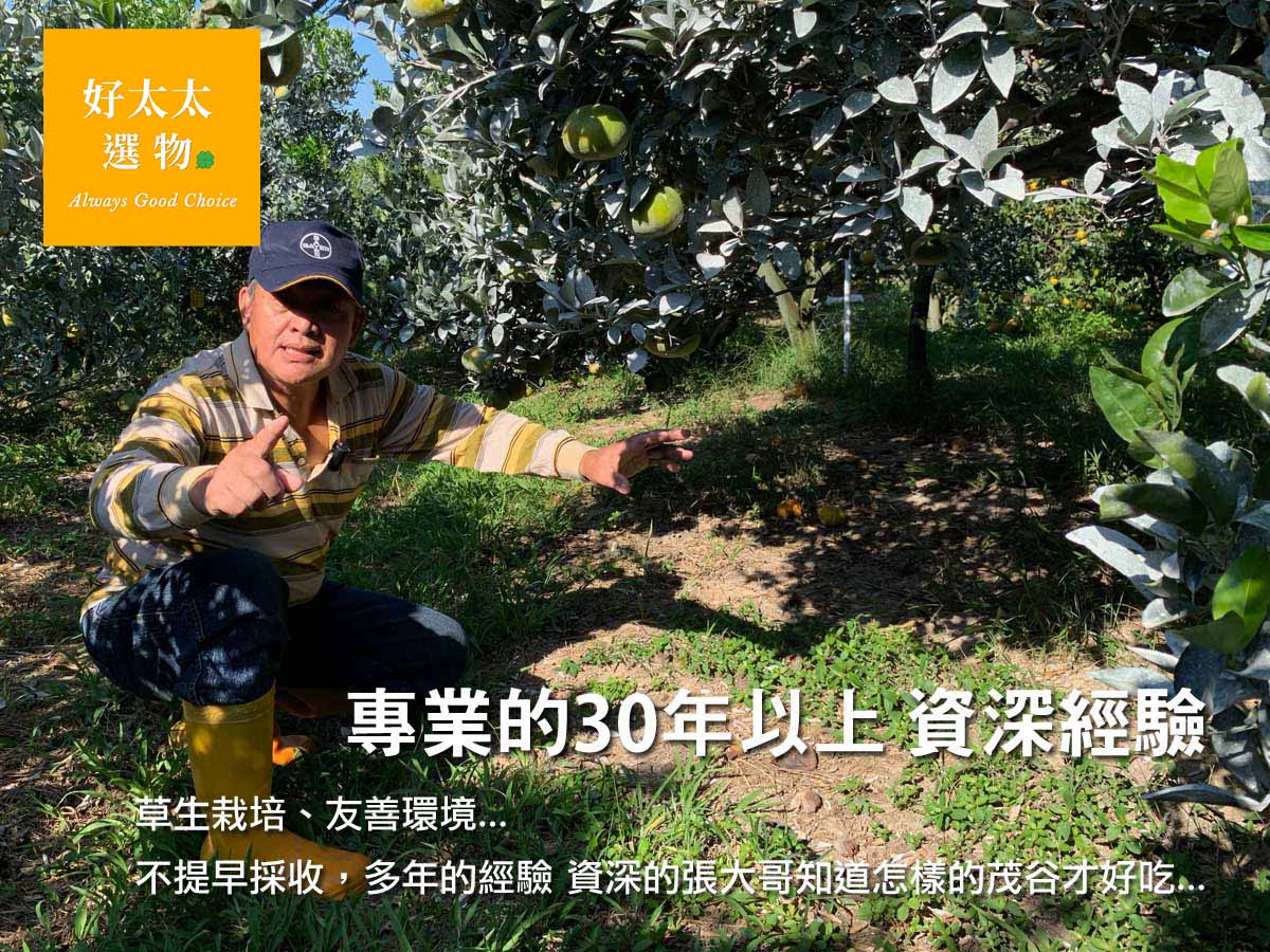 張大哥是斗六非常資深的果樹農職人，30多年的資歷和經驗，細心的照顧每一個茂谷…