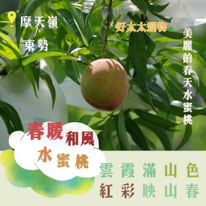 摩天嶺/東勢  春暖和風-水蜜桃
