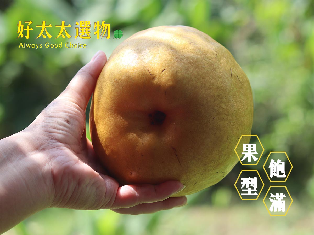 甘露梨的果型，比台灣其他的梨種，可說是最碩大的。