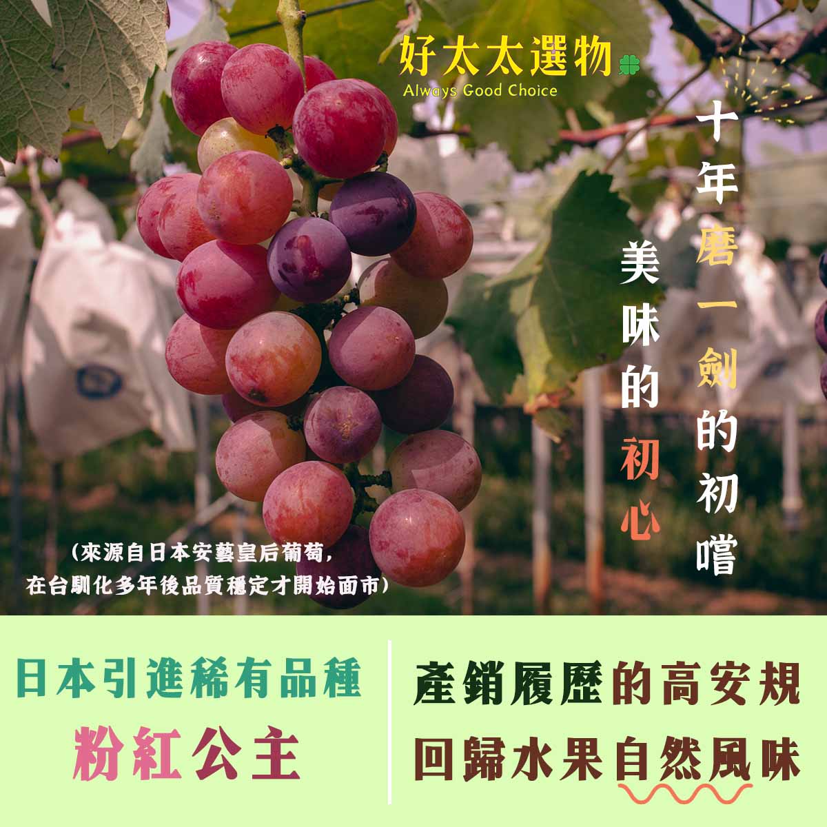 日系5大葡萄品系之一，安藝皇后~馴化探索出適合台灣氣候的美味葡萄。