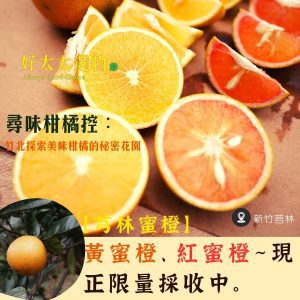 【芎林密橙】帝王柑、黃蜜橙、紅蜜橙~現正限量採收中。