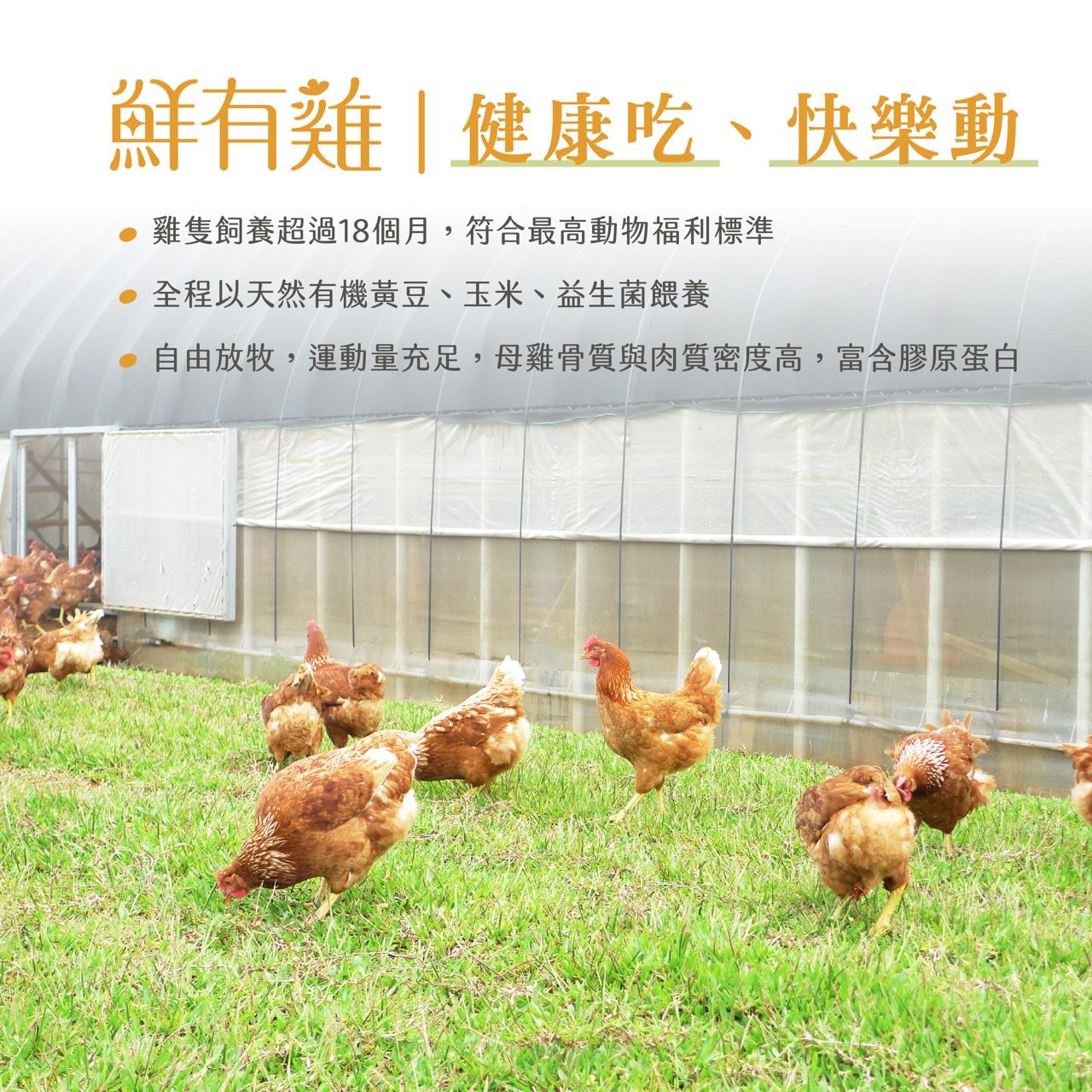 老母雞飼養超過18個月，符合最高動物福利標準。金程以天有機黃豆、玉米、益生菌餵養。自由放牧，運動量充足，母雞骨質與肉質密度高，富含膠原蛋白。