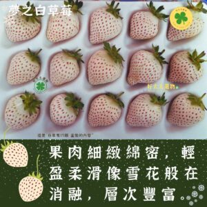 「白草莓」&「黑鑽草莓」&「蘋果草莓」香氣濃甜度佳色澤美的草莓