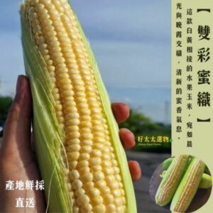 【雙彩蜜織】黃白雙色交織的水果玉米