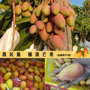 【嘉香味自然甜】農民黨 雞蛋芒果 (福爾摩沙1號芒果) (5台斤裝)