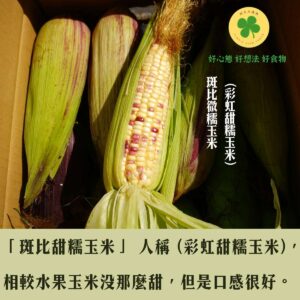 【玉眾不同】 斑比彩虹糯玉米 8台斤/箱