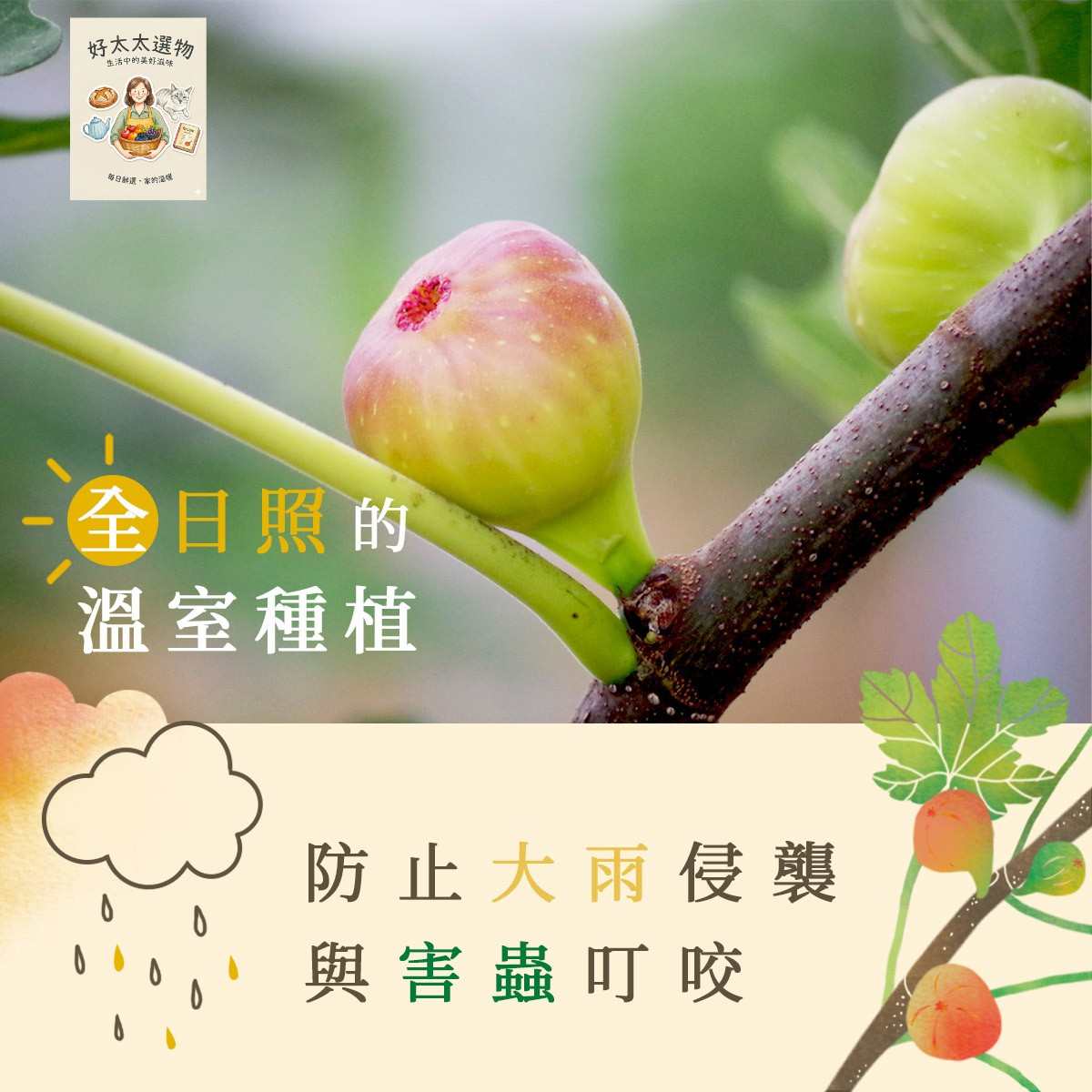 全日照溫室種植：防大雨與蟲害