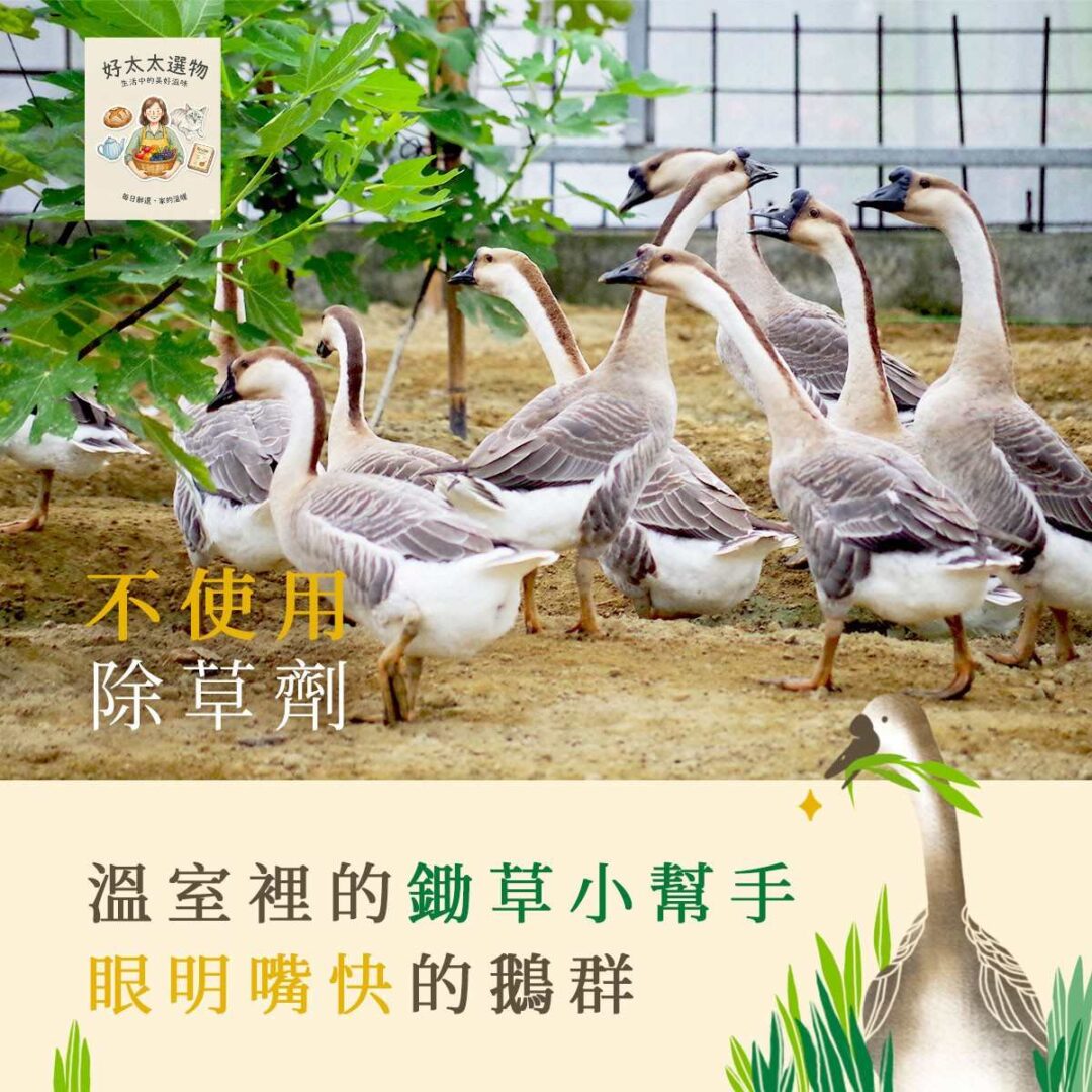 不用除草劑 養鵝鋤草 