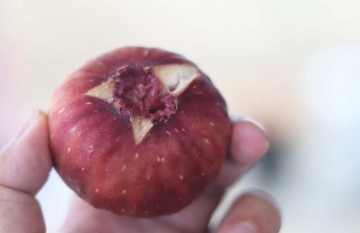 ↑成熟的無花果，有的果實底部會微微裂開，此為正常現象。