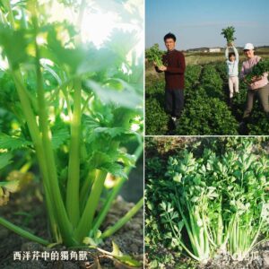 雲林馬光有機園區「有機驗證」西洋芹