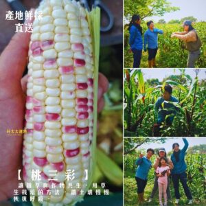 遇見「桃三彩」玉米 1箱4台斤