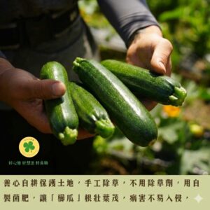 【瑪雅夫人專區】「櫛瓜」箱