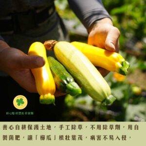 【櫛大歡喜】脆「甜櫛瓜」箱，新社自然熟成．