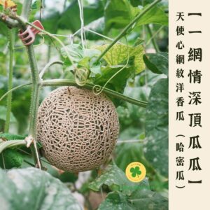 【一網情深頂瓜瓜】天使心 網紋洋香瓜 (哈密瓜)